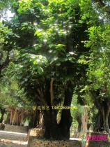 萍婆树