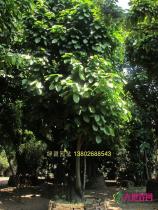 萍婆树
